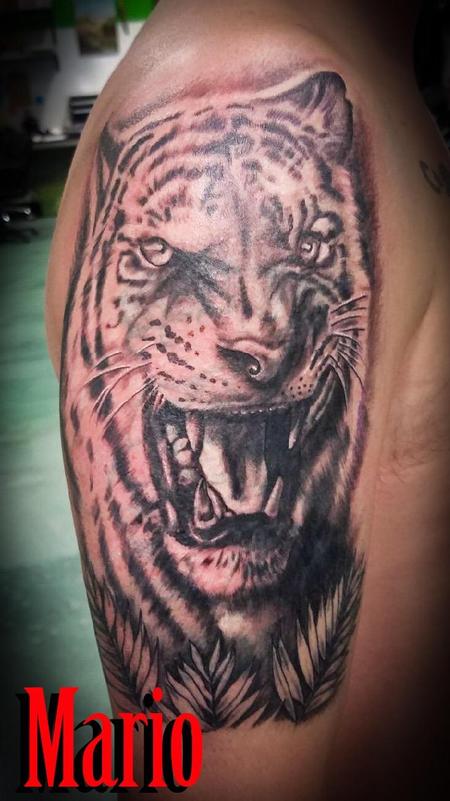 Mario Padilla - Tiger